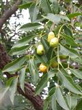 مُمبین زرد (آلوی جاوا)